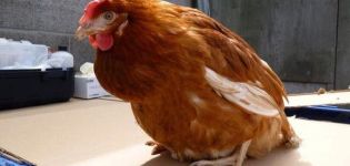 Symptômes et causes de la cloacite chez les poulets, méthodes de traitement de la maladie