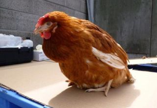 Symptoms and causes of cloacitis in chickens, methods of treating the disease