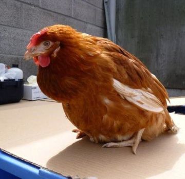 Symptoms and causes of cloacitis in chickens, methods of treating the disease