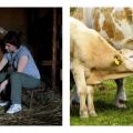 Reasons and what to do if a cow kicks during milking, how to confuse her