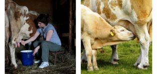 Reasons and what to do if a cow kicks during milking, how to confuse her