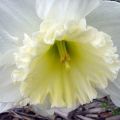 Description and characteristics of the Mount Hood narcissus, planting and care