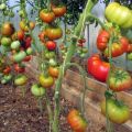 Characteristics and description of the wild rose tomato variety, its yield