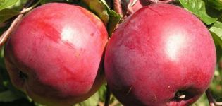 Description and characteristics of the apple-tree variety Belorusskoe sweet, planting and care