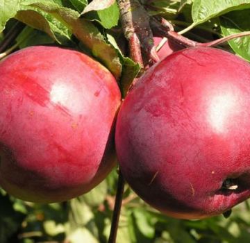 Description et caractéristiques de la variété de pommier Belorusskoe sucré, plantation et entretien