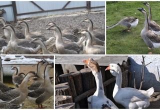 Description and characteristics of Chinese geese, the rules for their maintenance