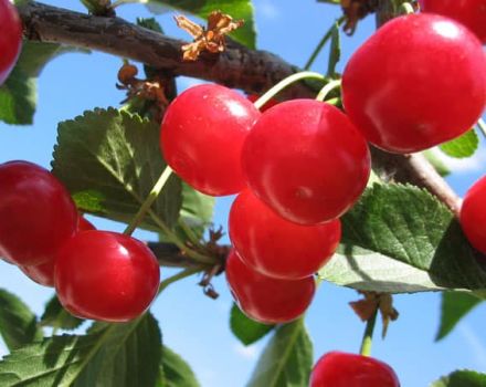 Description et caractéristiques des variétés de cerises Meteor, ses avantages et ses inconvénients