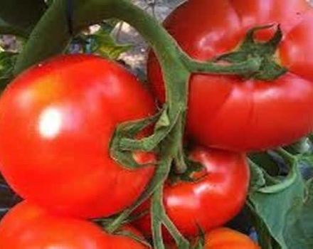 Description of the Belfort tomato variety, features of cultivation and care