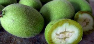 When and how to properly collect green walnuts, storage rules