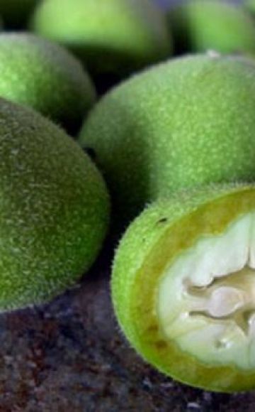 Cuándo y cómo recolectar adecuadamente las nueces verdes, reglas de almacenamiento