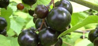 The best and new varieties of black currant for the Urals, their descriptions and characteristics