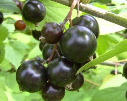 The best and new varieties of black currant for the Urals, their descriptions and characteristics