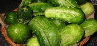 Description of the Son of the Shelf cucumber variety, features of cultivation and care