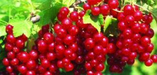 Description of the red currant variety Jonker van Tets, cultivation and care