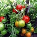 Description de la variété de tomate Sucre en bouche, ses caractéristiques et son rendement