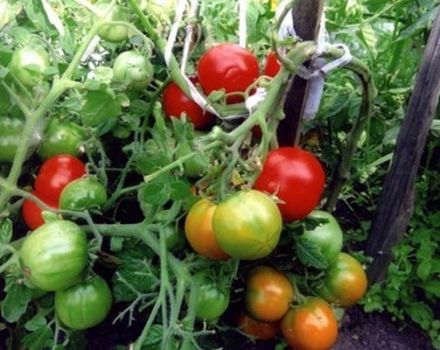 Description de la variété de tomate Sucre en bouche, ses caractéristiques et son rendement