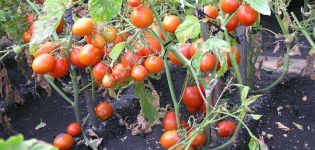 Description de la variété de tomate Kmicits, caractéristiques de soin et rendement