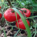 Caractéristiques et description de la variété de tomate géante à sucre, son rendement