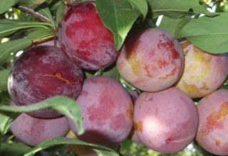 Description of plum variety Otsark Premier and pollinators, cultivation and care