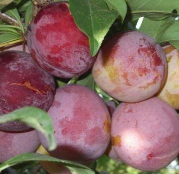 Penerangan mengenai pelbagai jenis plum Otsark Premier dan penyerbuk, penanaman dan penjagaan