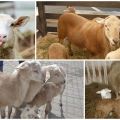 Description and characteristics of the sheep of the Katun breed which do not need to be sheared