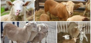 Description and characteristics of the sheep of the Katun breed which do not need to be sheared