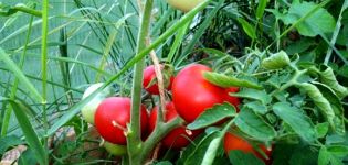 Characteristics and description of the tomato variety Alpatiev