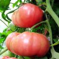 Characteristics and description of different varieties of giant tomatoes