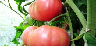 Características y descripción de diferentes variedades de tomates gigantes.