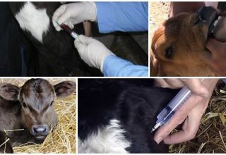 Why can a calf grind its teeth and treatment methods?