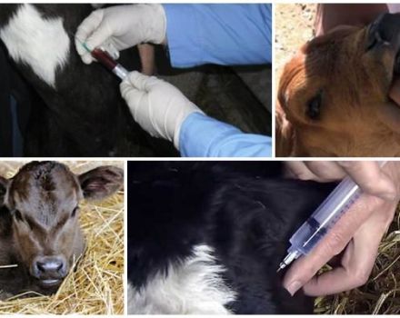 Why can a calf grind its teeth and treatment methods?