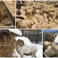 What do sheep and rams eat at home, diet and feeding rates