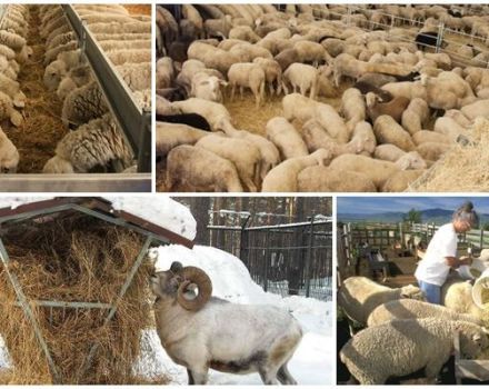 What do sheep and rams eat at home, diet and feeding rates