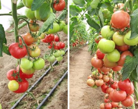 Description of the variety tomato Magnus, characteristics and cultivation