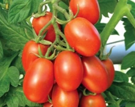 Description et caractéristiques de la variété de tomate Katenka F1