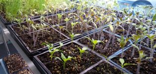 How to prepare tomato seeds for planting seedlings, processing and soaking