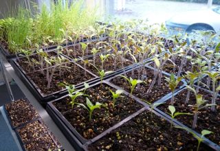 Cómo preparar semillas de tomate para plántulas, procesamiento y remojo.