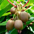 Plantar y cuidar actinidia (kiwi) en invernadero, campo abierto y en casa, reglas de cultivo