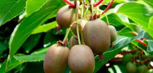 Actinidia (kiwi) planten en verzorgen in een kas, open veld en thuis, kweekregels