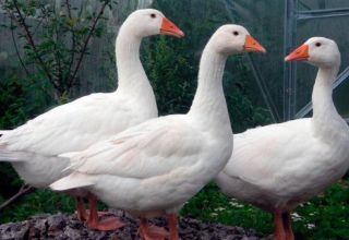 Description and characteristics of geese of the Mamut breed, breeding rules and care