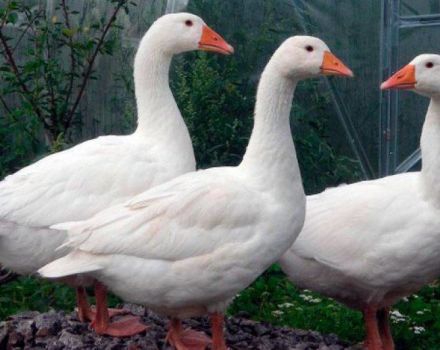 Description and characteristics of geese of the Mamut breed, breeding rules and care