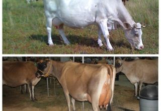 Cuando una vaca entra en celo después del parto, los signos y la duración del estro