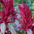 35 types and varieties of amaranth with a description, planting and care in the open field