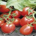 Description of the tomato Trans Rio, characteristics and cultivation of the variety