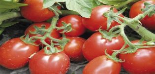 Description of the tomato Trans Rio, characteristics and cultivation of the variety