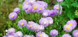 Normes per plantar i cuidar erigeron, descripció de varietats populars