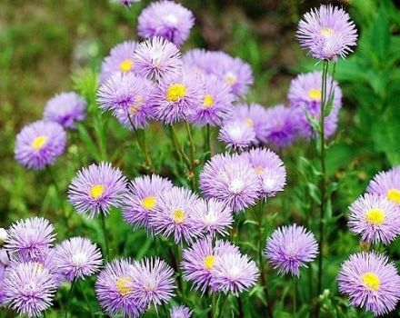 Reglas para plantar y cuidar erigeron, descripción de variedades populares.