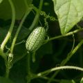 Description of Melotria rough (mouse melon), benefits and harms, especially cultivation and care