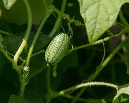 Description de Melotria rough (melon de souris), avantages et inconvénients, en particulier la culture et les soins