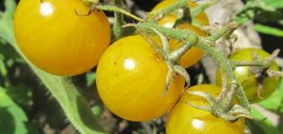 Description of the Dean tomato variety and its characteristics